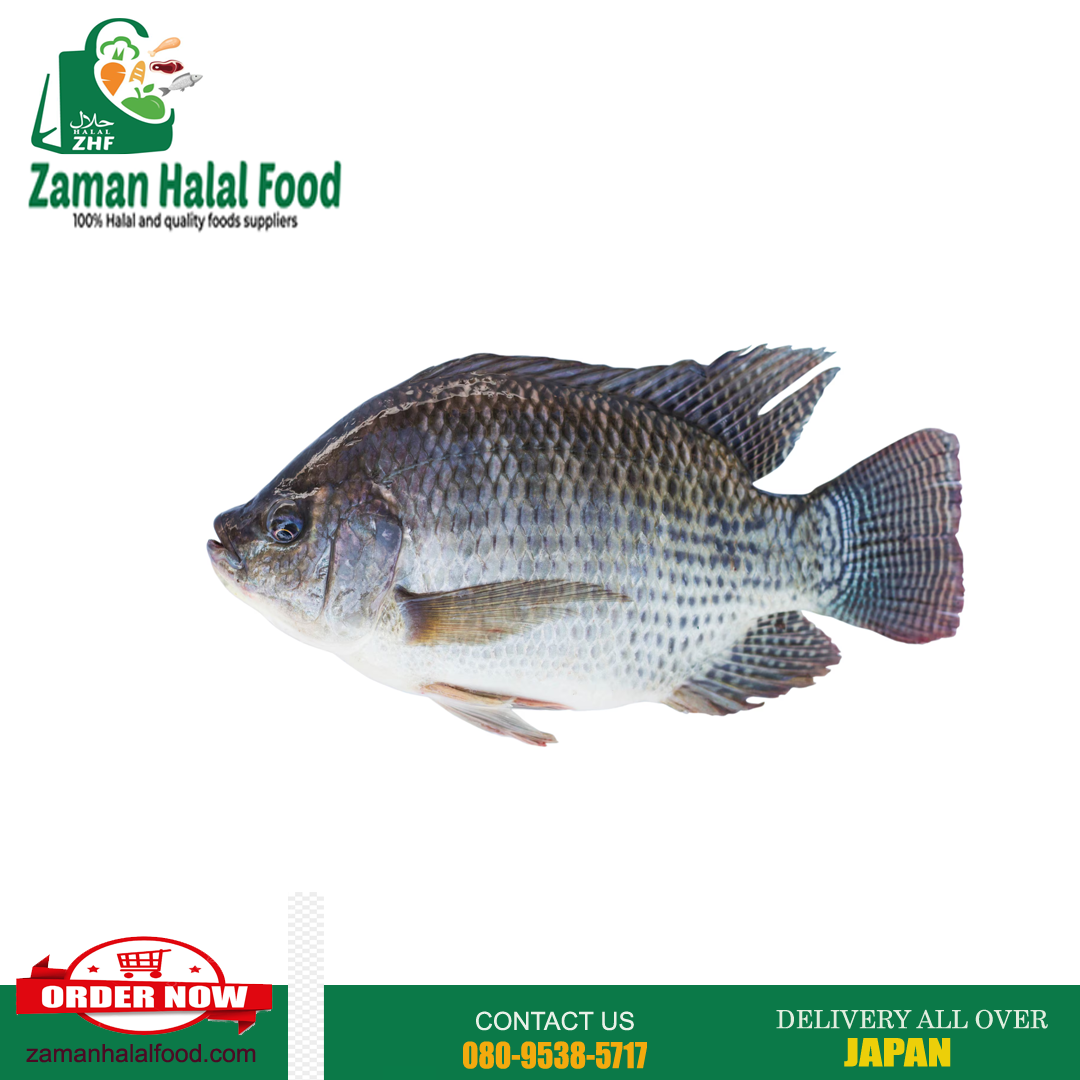 Tilapia Fish - Whole