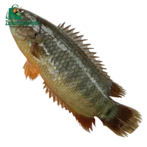 Fresh deshi koi fish 1kg (±20g)