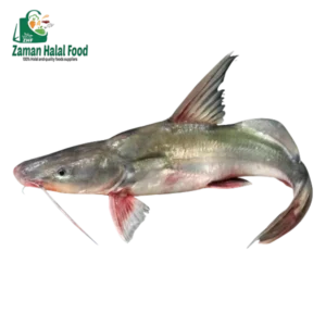 Fresh Ayre fish whole Cut (River) 1.4kg - 1.6kg