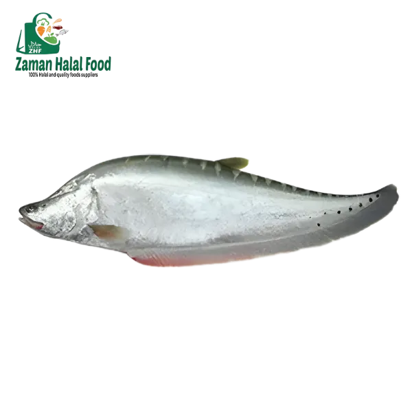 Fresh Chitol Fish Whole Cut 3.4kg - 3.6kg