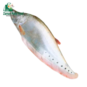 Fresh Chitol Fish Whole Cut 1.6kg - 1.9kg