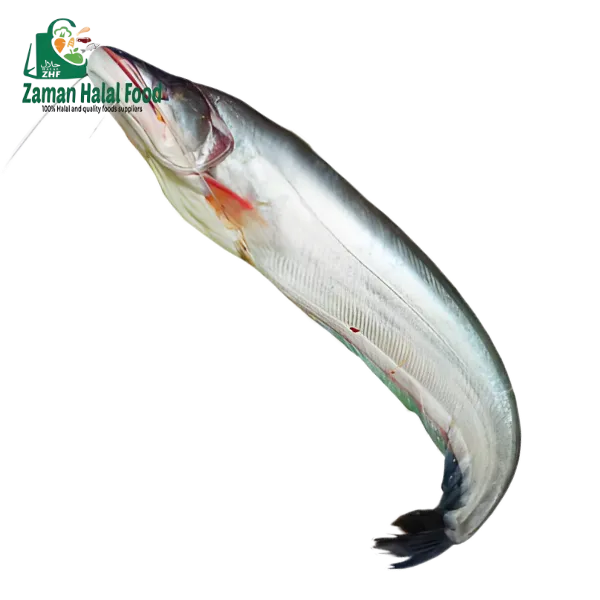 Fresh Boal Fish Big Size Cut 2.2kg - 2.4kg