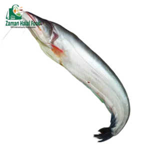 Fresh Boal Fish Big size Cut 2.8kg - 3kg