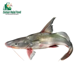 Fresh Ayre fish whole Cut (River) 1.4kg - 1.6kg