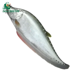 Fresh Chitol Fish Whole Cut 3.4kg - 3.6kg