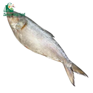 Hilsha fish/ Ilish Fish 1.2kg~1.3kg (Miyanma)