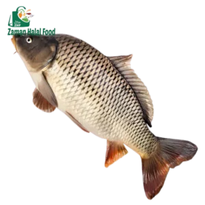 Fresh Karfu Fish Whole 1.1kg - 1.2kg